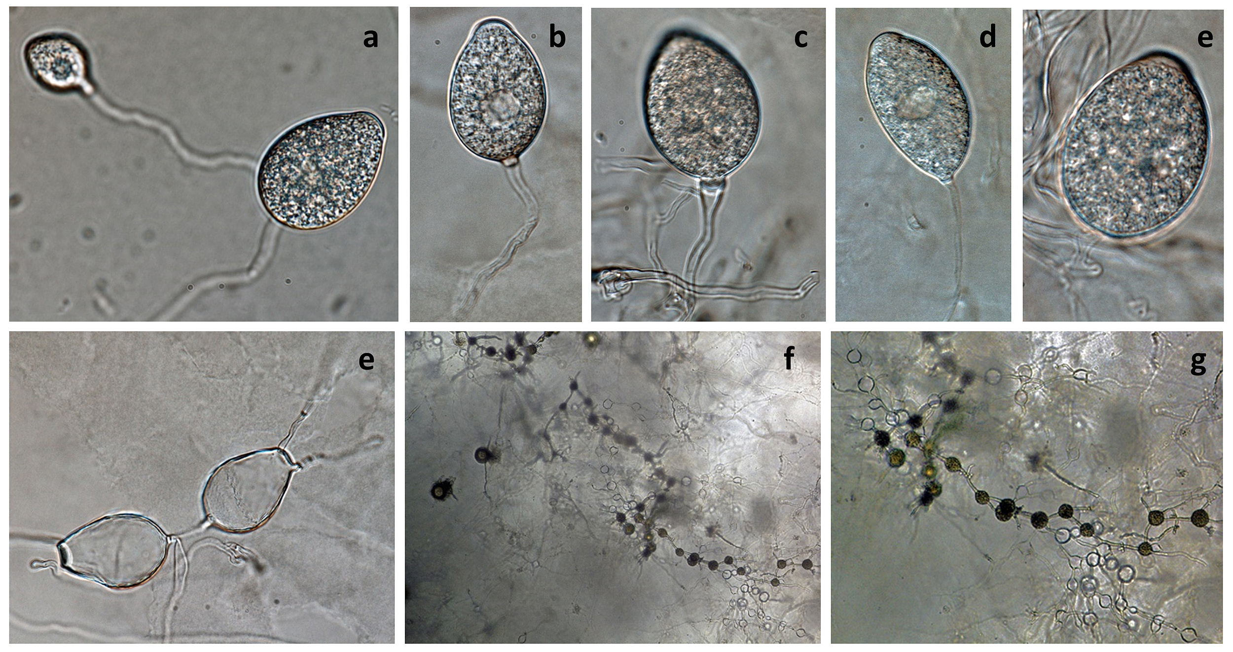   Phytophthora multivesiculata nbsp;(CPHST BL 50G, ex-type) asexual phase (andash;g): persistent nonpapillate sporangia (andash;e), globose and catenulate hyphal swellings (f, g); photos by Gloria Abad, USDA-APHIS-PPQ. 
